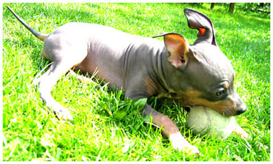 Bridge American Hairless Terriers - Dog and Puppy Pictures