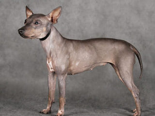 American Hairless In S.C. - Dog and Puppy Pictures