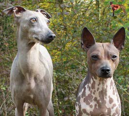 Bridge American Hairless Terriers - Dog Breeders