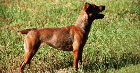 Blue Granite AHTs - Dog Breeders