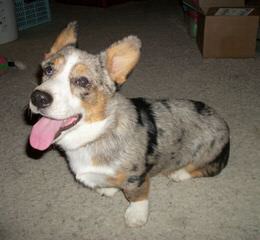 Augi Welsh Corgi Toy Australian Shepard Cross - Dog and Puppy Pictures