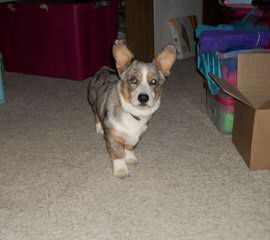 Windy Corner Kennel - Dog Breeders