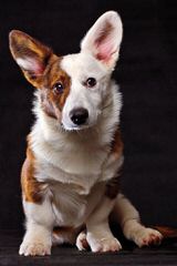 Augi Pups Corgi X Mini Aussie - Dog Breeders