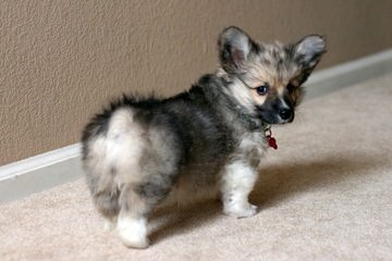 Augi Pups Corgi X Mini Aussie - Dog Breeders