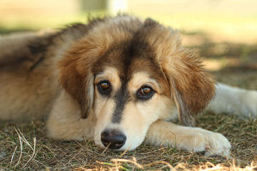 LBJ ranch - Dog Breeders