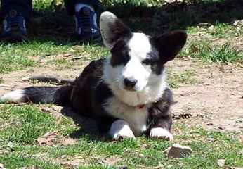 LBJ ranch - Dog Breeders