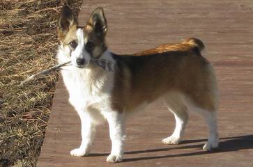 Augi Welsh Corgi Toy Australian Shepard Cross - Dog Breeders