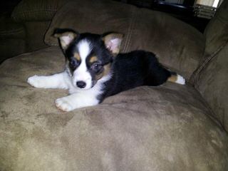 Augi Pups Corgi X Mini Aussie - Dog Breeders