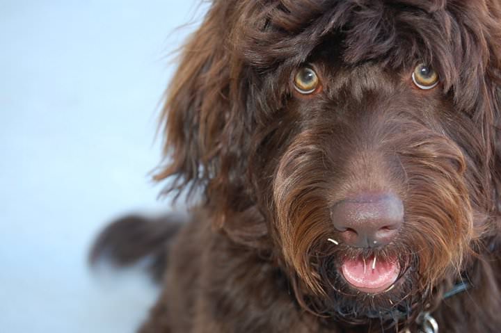Australian Labradoodle Dogs and Puppies