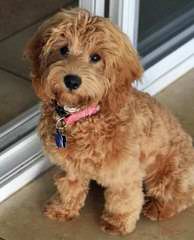 Canyon Court Labradoodles - Dog Breeders