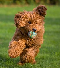 Over The Moon Australian Labradoodles - Dog Breeders