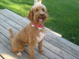 Melorich Australian Labradoodles:Standards & Mediums: Available - Dog and Puppy Pictures