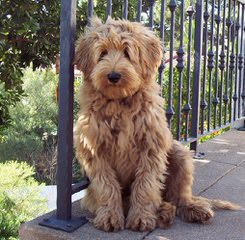 Olympic Labradoodles – Australian Multi-Generation Labradoodles - Dog Breeders