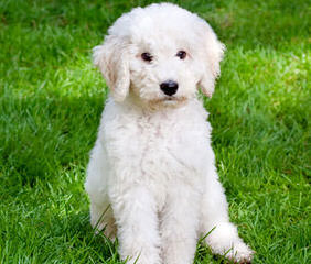 Miniature Labradoodles Australian - Dog Breeders