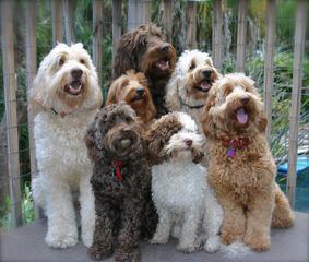 Crystal Creek Australian Labradoodles - Dog and Puppy Pictures