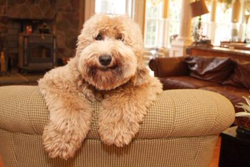 Melorich Australian Labradoodles:Standards & Mediums: Available - Dog Breeders