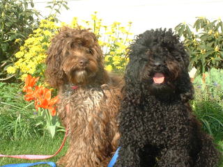 Rosebud Australian Labradoodles - Dog and Puppy Pictures