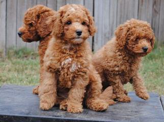 Ocean View Labradoodles - Dog Breeders