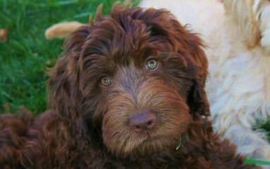 Hunterberry Hill Labradoodles - Dog Breeders