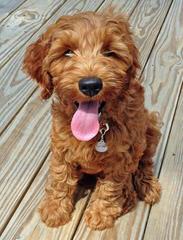 Greenwood Park Labradoodles - Dog and Puppy Pictures