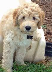 Australian Labradoodle Pups - Dog and Puppy Pictures