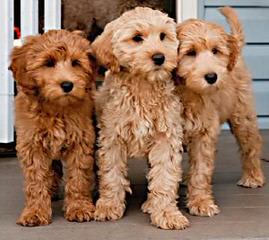 Nutmeg Labradoodles - Dog Breeders