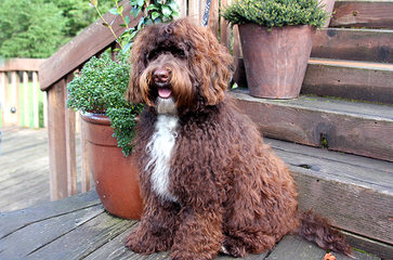 Ocean View Labradoodles - Dog and Puppy Pictures