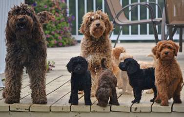 Gemstone Aussie Labradoodles - Dog and Puppy Pictures