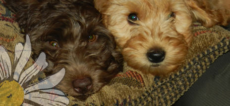 Mazin Labradoodles - Dog and Puppy Pictures