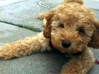 Over The Moon Labradoodles - Dog and Puppy Pictures