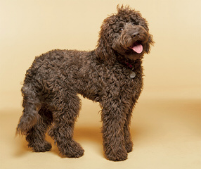 Ladd Hill Labradoodle - Dog and Puppy Pictures