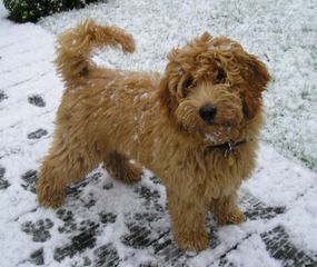 Australian Labradoodles Puppies By Adhonays, F1b, Australian, Medium, Mini And Standard, Creme/ - Dog Breeders