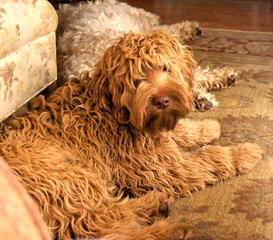 Country Club Labradoodles - Dog Breeders