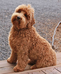 Landmark Australian Labradoodles - Dog and Puppy Pictures