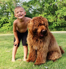 Leapfrog Labradoodles - Dog Breeders