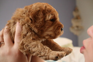 Sakura Garden Australian Labradoodles - Dog Breeders