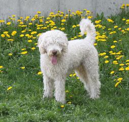 Rosebud Australian Labradoodles - Dog and Puppy Pictures