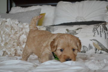 Miniature Labradoodles Australian - Dog and Puppy Pictures