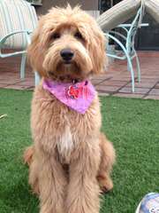 Alpen Ridge Australian Labradoodles - Dog and Puppy Pictures