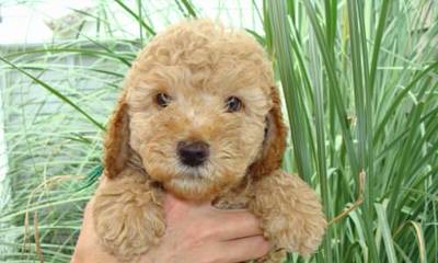 A Walk In The Park Labradoodles Has Alf4 Labradoodle Puppies! A Male And A Female. - Dog and Puppy Pictures