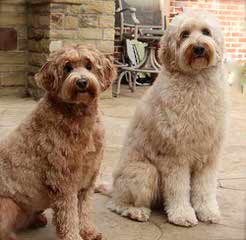 By The Bay Labradoodles - Dog Breeders