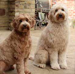 Alpen Ridge Australian Labradoodles - Dog and Puppy Pictures