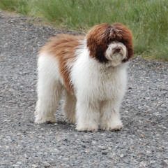 Australian Labradoodle Pups - Dog Breeders