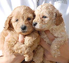 Whispering Willows Labradoodles - Dog Breeders