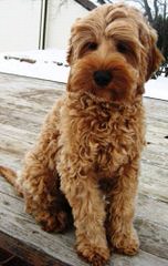 A Walk In The Park Labradoodles Has Alf4 Labradoodle Puppies! A Male And A Female. - Dog Breeders