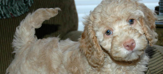 A Walk In The Park Labradoodles Has Alf4 Labradoodle Puppies! A Male And A Female. - Dog and Puppy Pictures