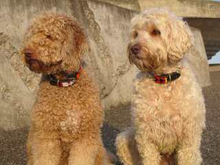 Over The Moon Australian Labradoodles - Dog and Puppy Pictures