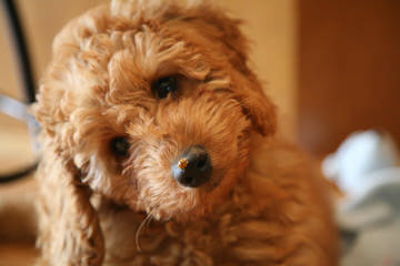 Fancy Pants Labradoodles - Dog and Puppy Pictures