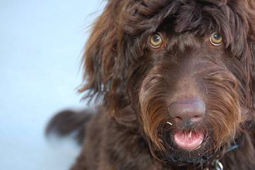 BelleauWood Labradoodles - Dog Breeders