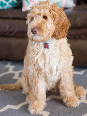 Greenwood Park Labradoodles - Dog Breeders